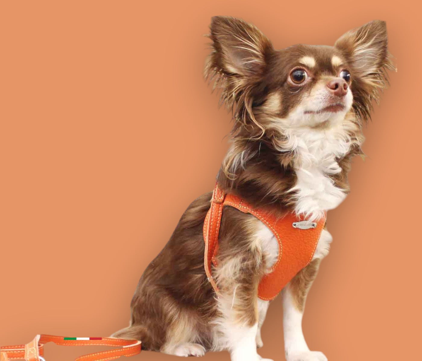 Basic. Ergonomic and adjustable leather harness for dogs